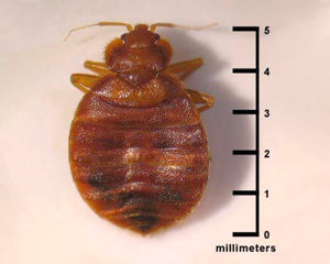 Bed Bugs In A Mattress, How To Save Mattress From Bed Bugs